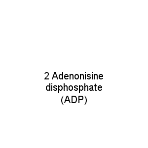 2 Adenonisine disphosphate (ADP)
